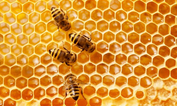 How Long Will A Beehive Last?