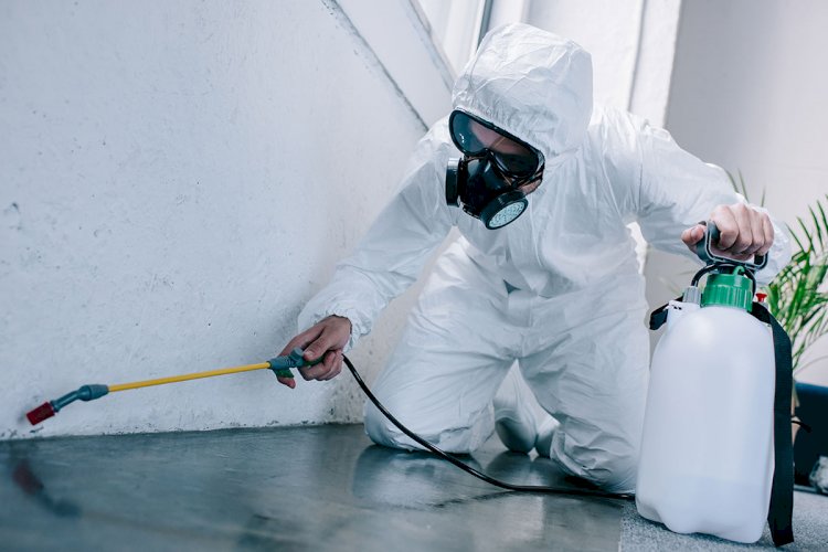 Bed Bug Pest Control Experts Debunks The Common Myths Regarding Bed Bugs