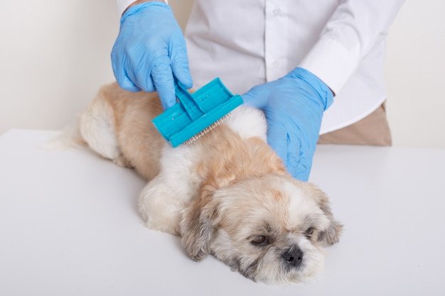Clean Your Pet at Home: Best dog grooming tools and supplies