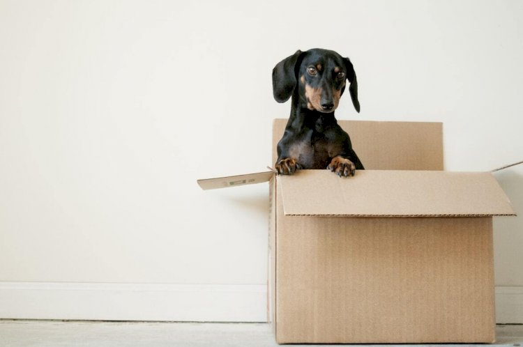 6 STEPS FOR ORGANIZING YOUR MOVING DAY WITH FRIENDS.