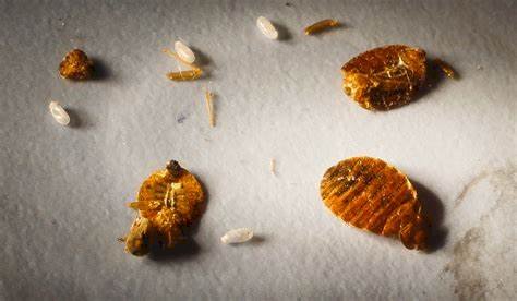 Do You Know These Interesting Things About Pests?