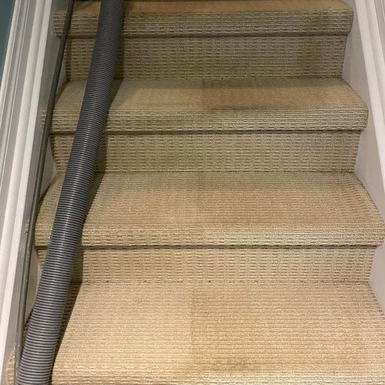 Steps To Remove Mold from the Carpets