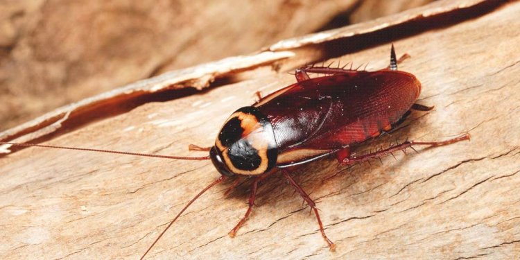 Motivations to Hire a Professional for Cockroach Pest Control